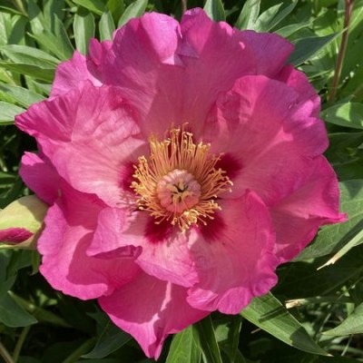 Sonoma Rosy Future upr_result